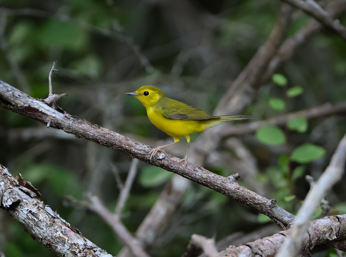 Kapuzenwaldsänger - ML646823559