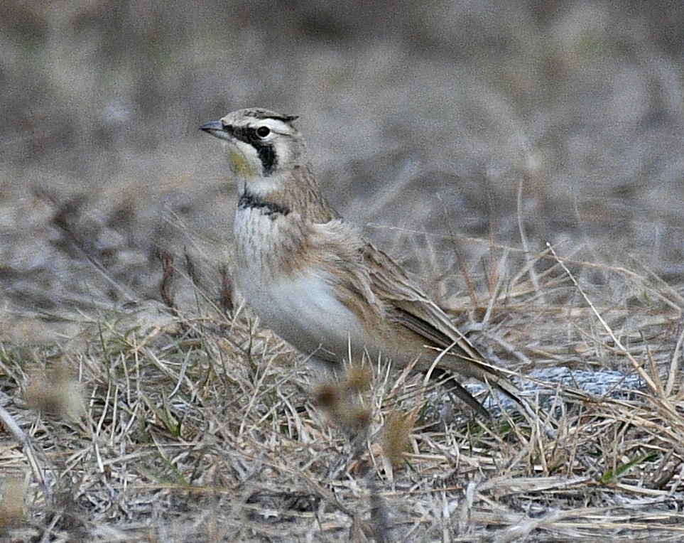 Horned Lark - ML646823560