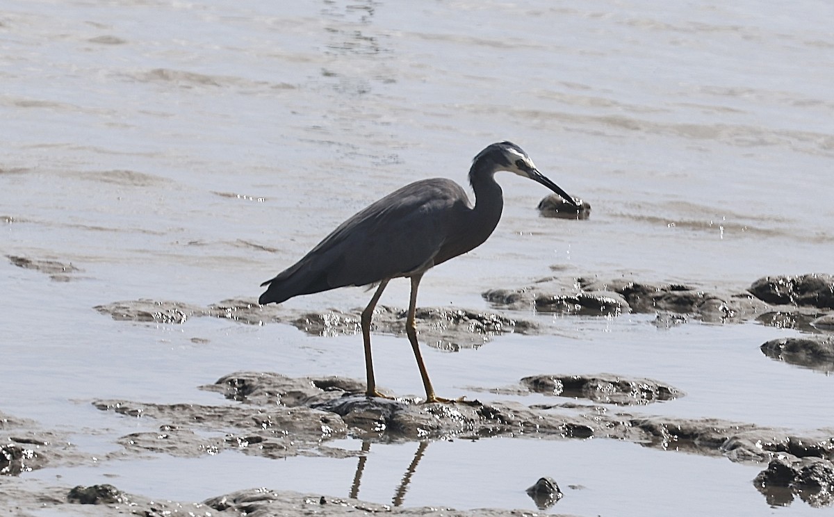 White-faced Heron - ML646823563