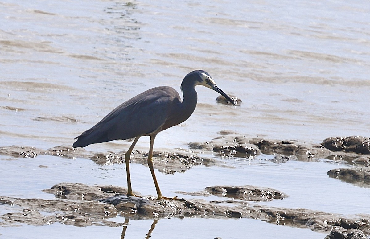 White-faced Heron - ML646823564