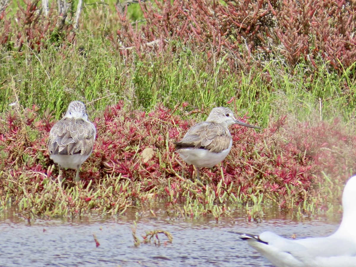 Common Greenshank - ML646823565