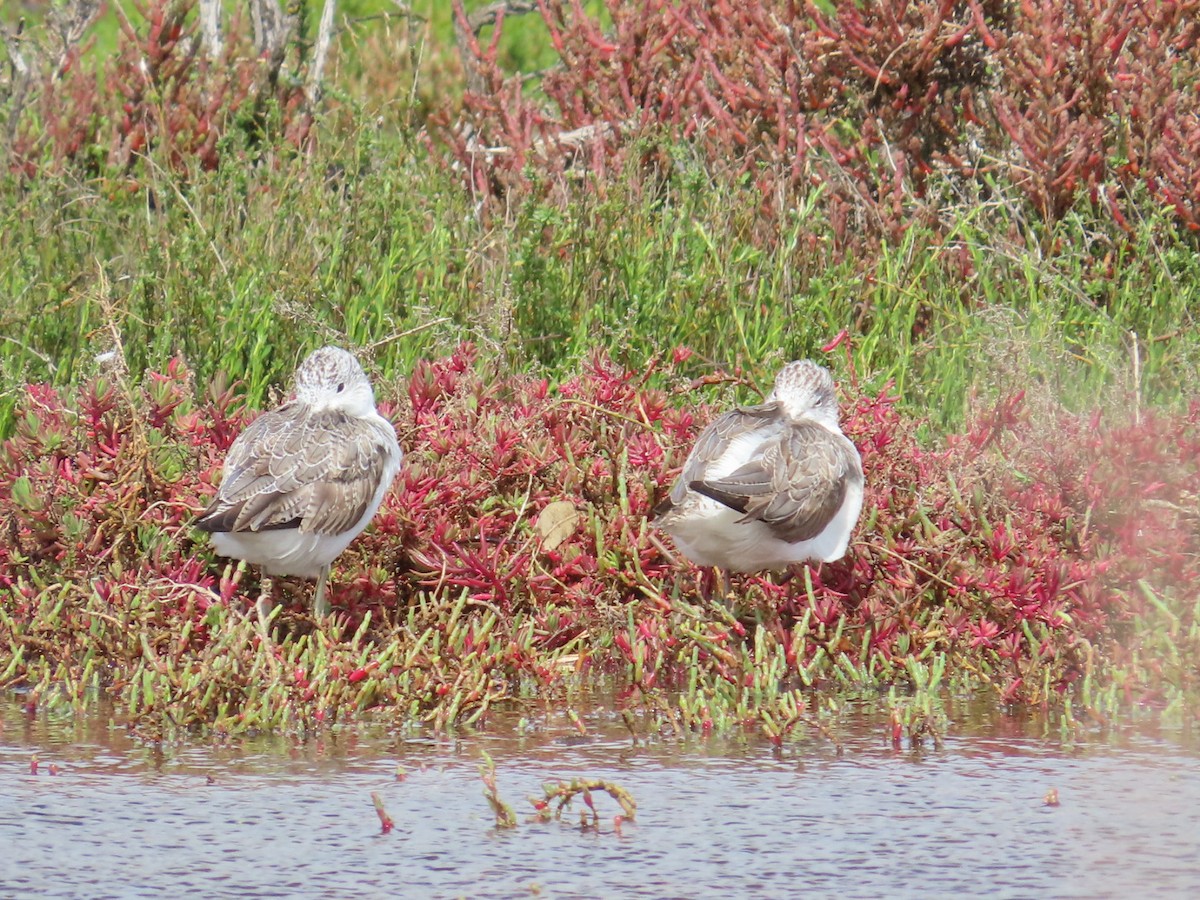 Common Greenshank - ML646823566