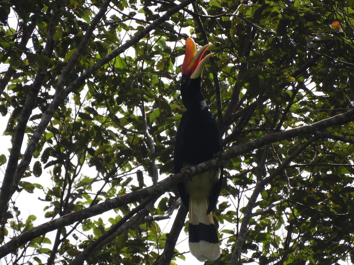 Rhinoceros Hornbill - ML646823567