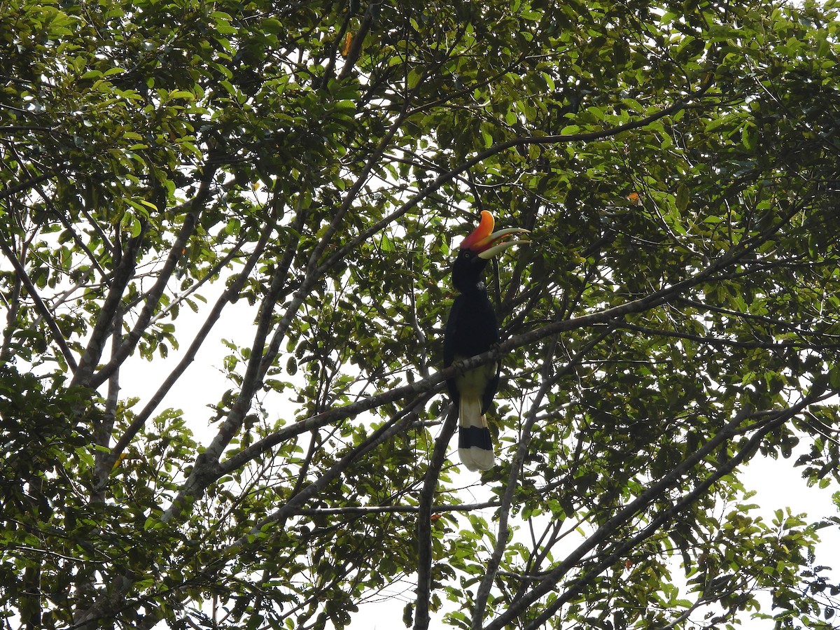 Rhinoceros Hornbill - ML646823568