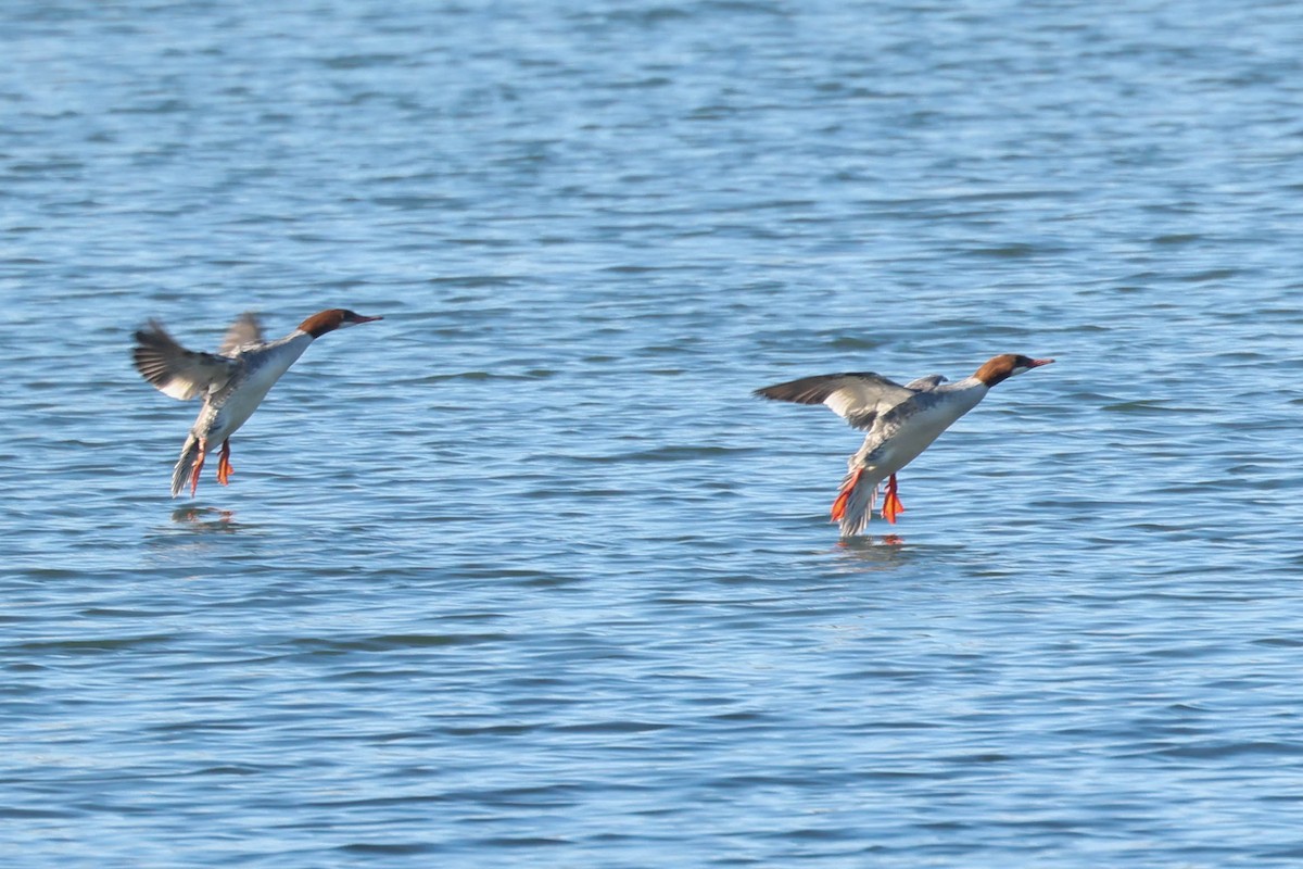 Common Merganser - ML646823569