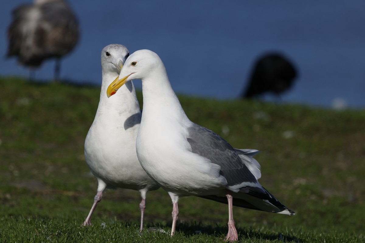 Western Gull - ML646823570
