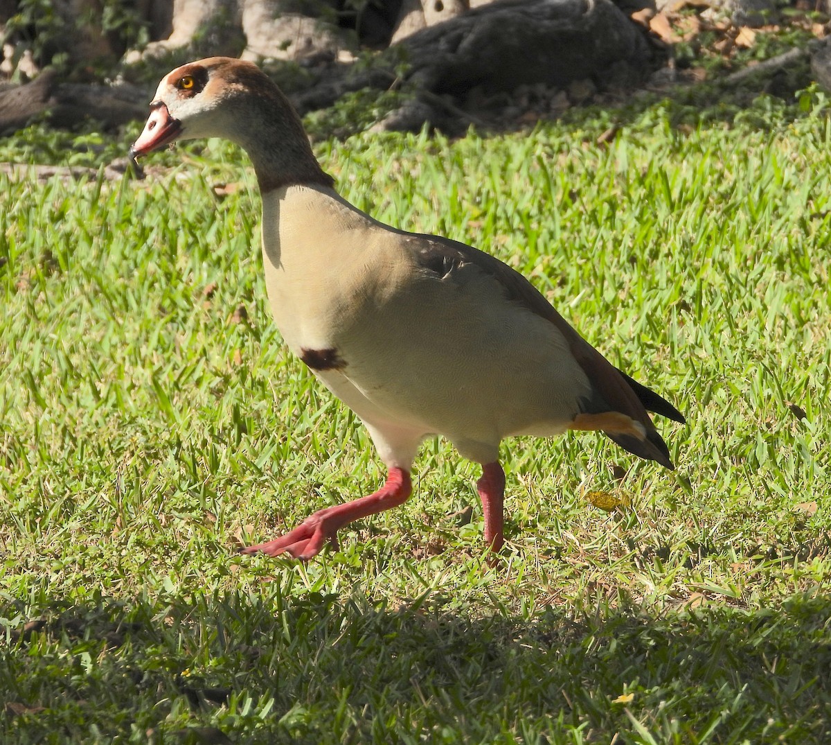 Egyptian Goose - ML646823571