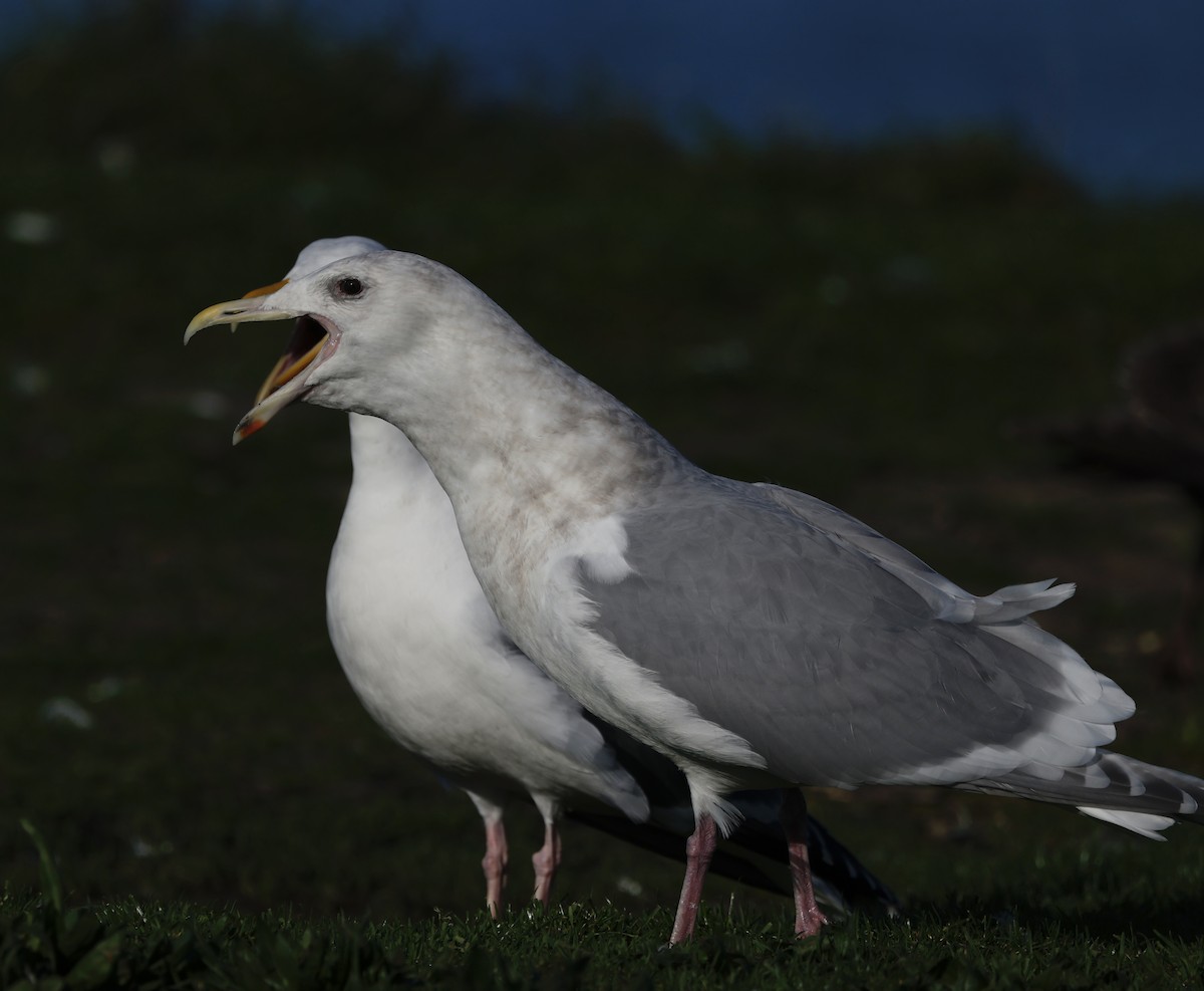 Gaviota de Bering - ML646823572