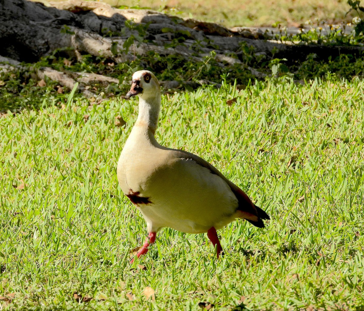 Egyptian Goose - ML646823573