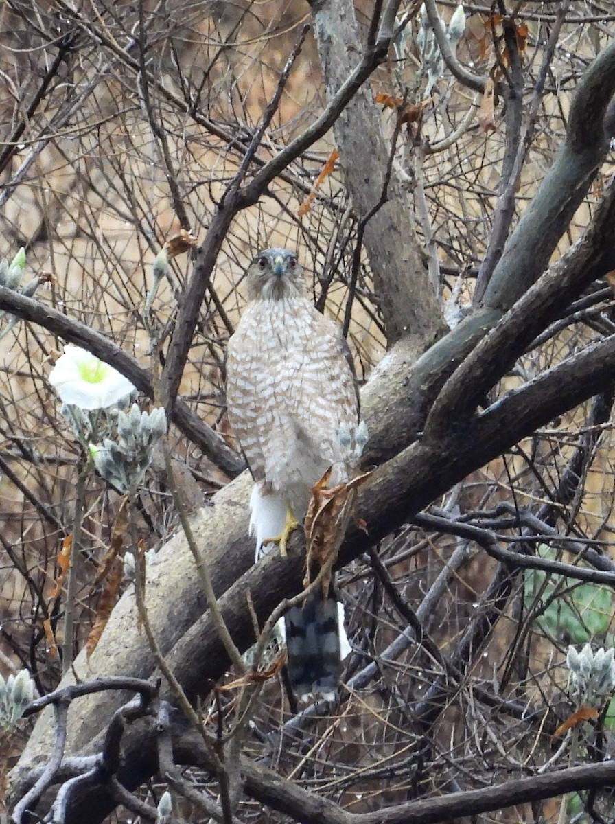 Cooper's Hawk - ML646823575