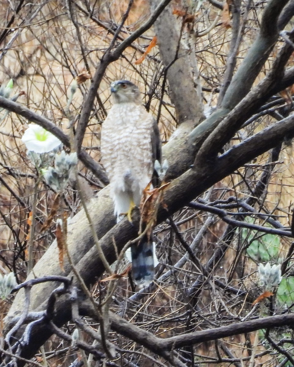 Cooper's Hawk - ML646823576