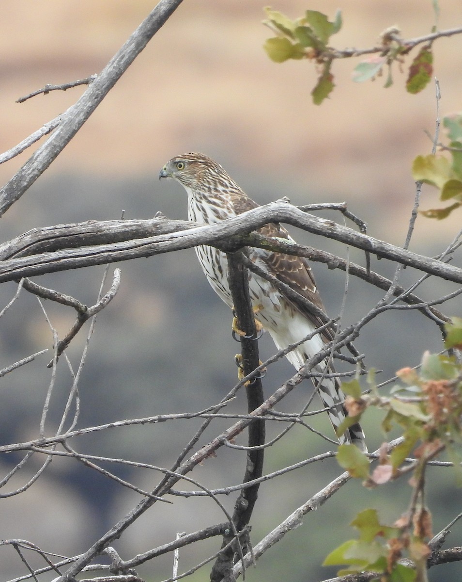 Cooper's Hawk - ML646823578