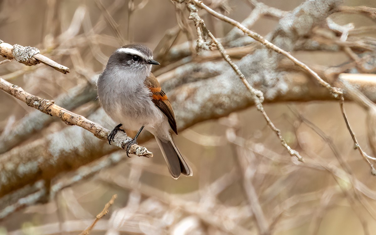 White-browed Chat-Tyrant - ML646823579