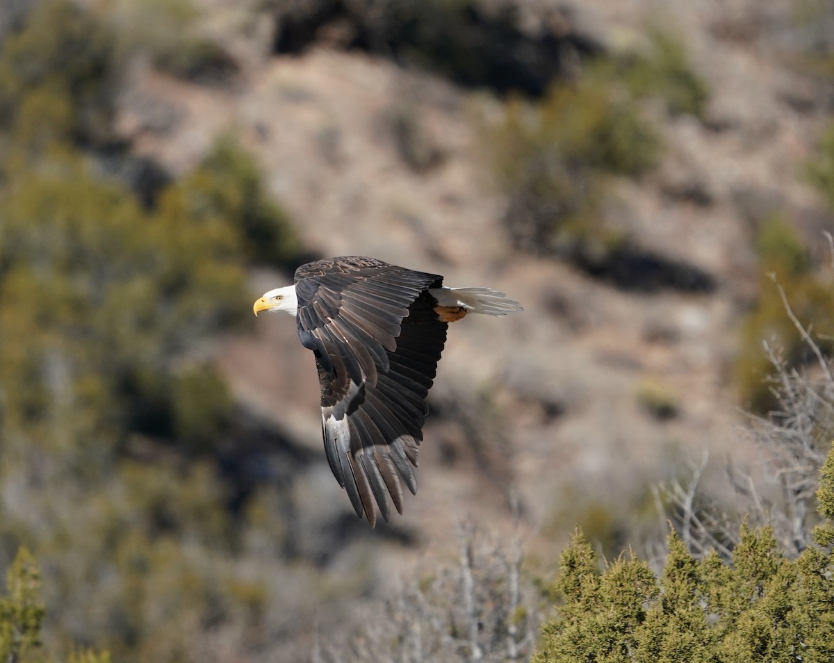 Bald Eagle - ML646823580