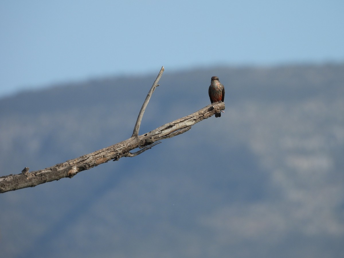 Vermilion Flycatcher - ML646823581
