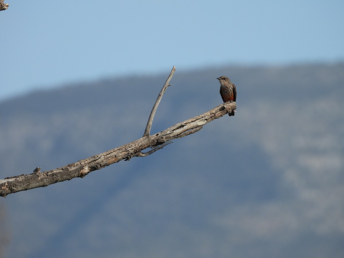 Vermilion Flycatcher - ML646823582
