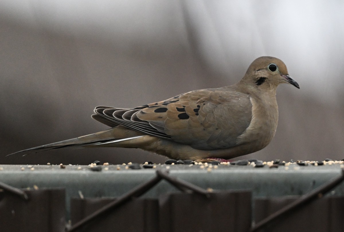 Mourning Dove - ML646823587