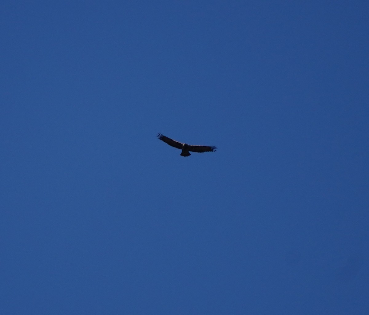 Golden Eagle - ML646823589