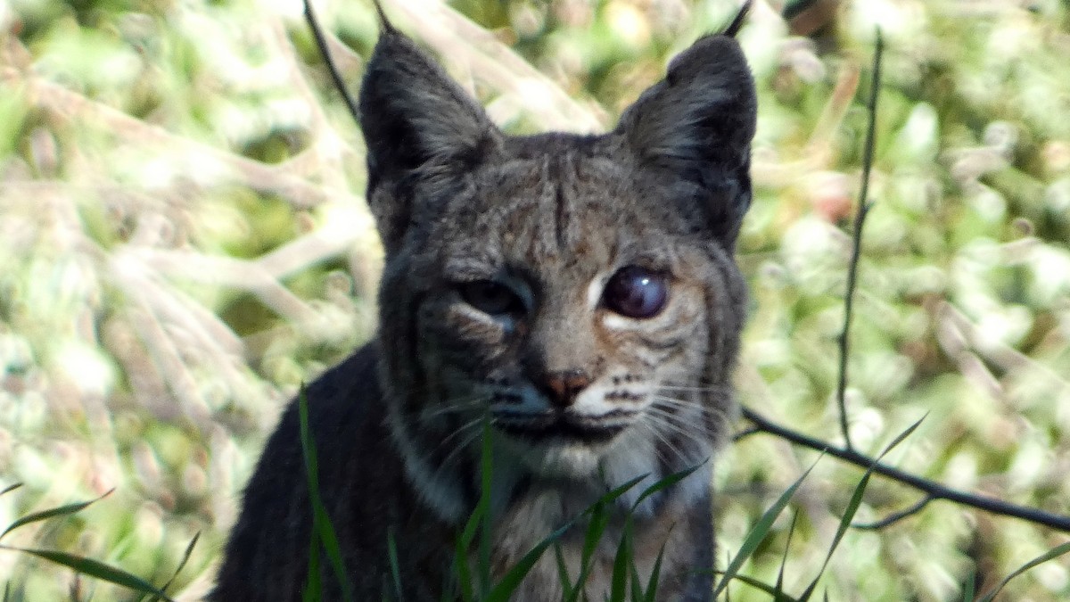Western Bobcat - ML646823595
