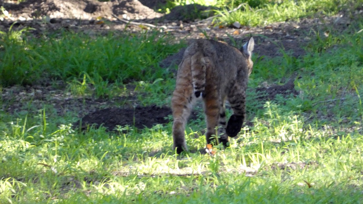 Animals - ML646823596