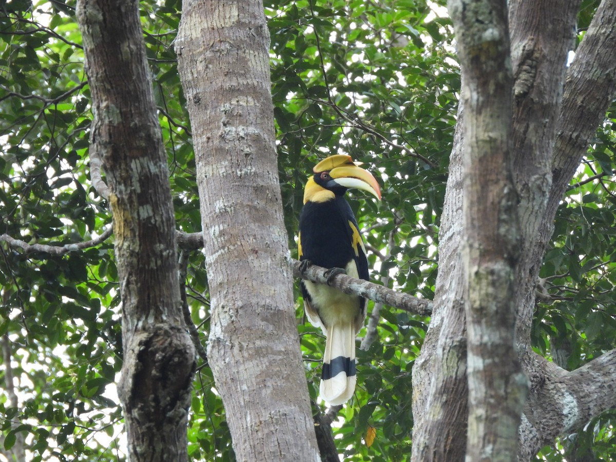 Great Hornbill - ML646823597