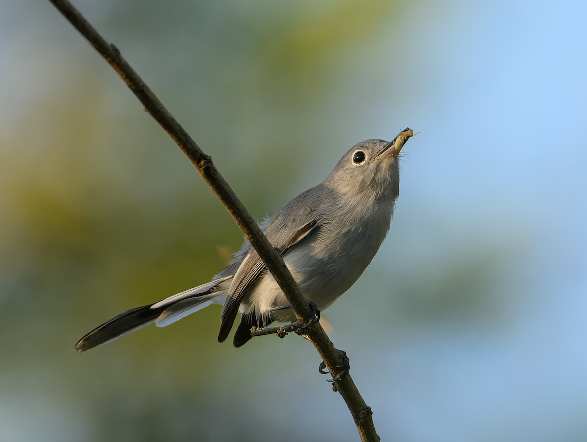 Blaumückenfänger - ML646823598