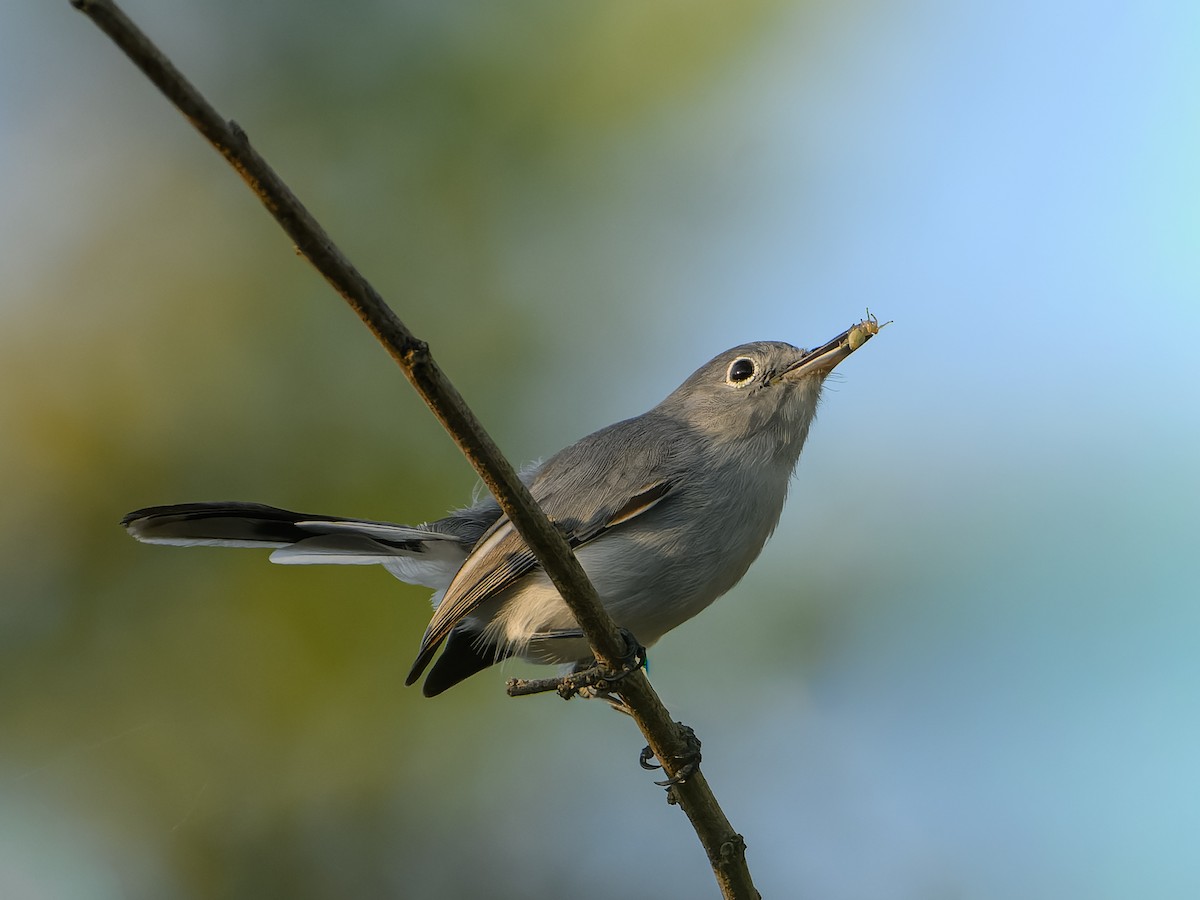 Blaumückenfänger - ML646823600