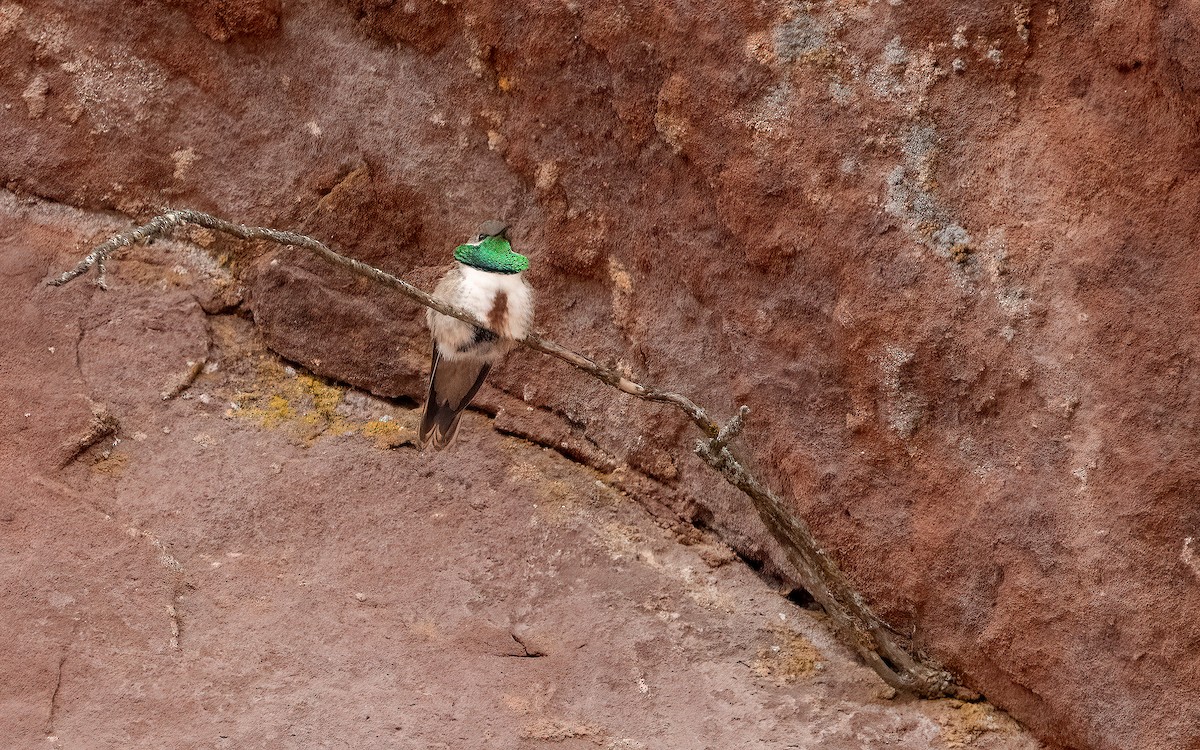 Andean Hillstar - ML646823601