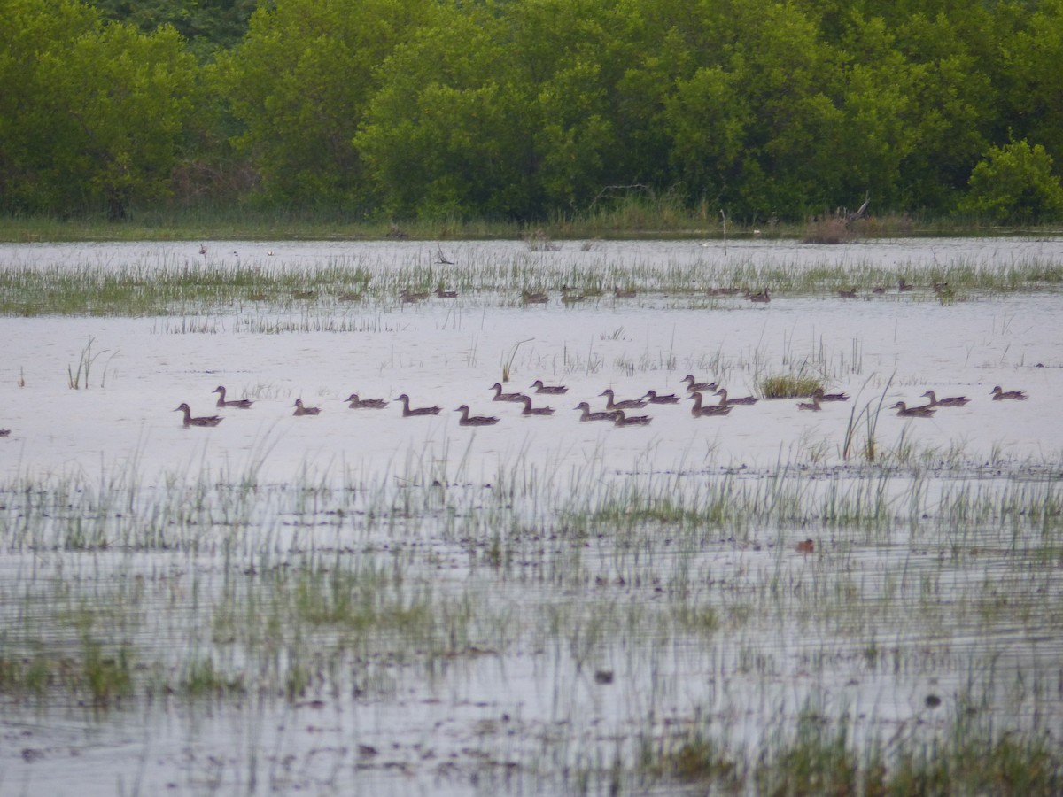 Sarcelle d'été - ML646823603