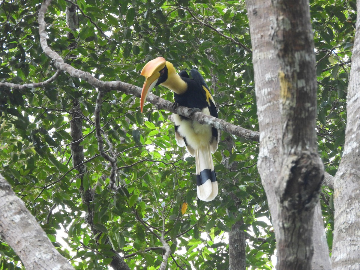 Great Hornbill - ML646823605