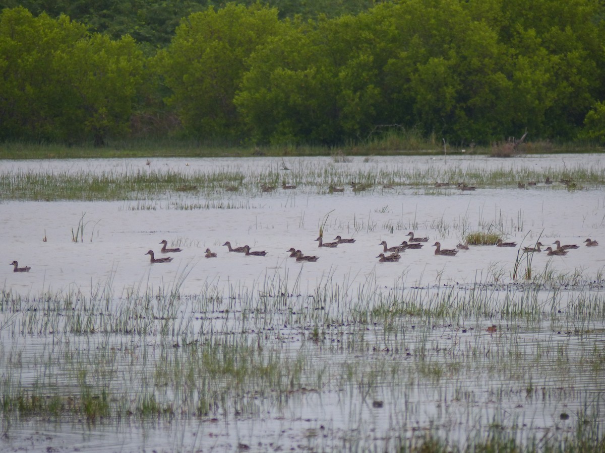 Sarcelle d'été - ML646823606