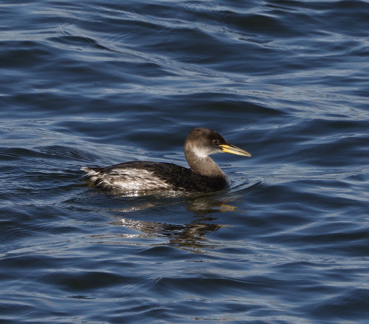 Somormujo Cuellirrojo - ML646823607