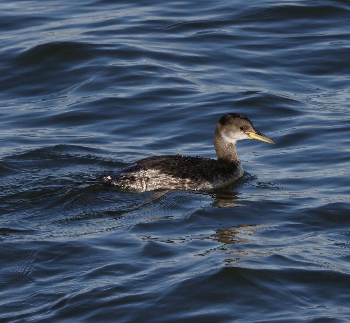 Somormujo Cuellirrojo - ML646823608