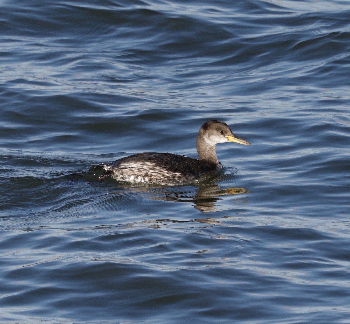 Somormujo Cuellirrojo - ML646823609