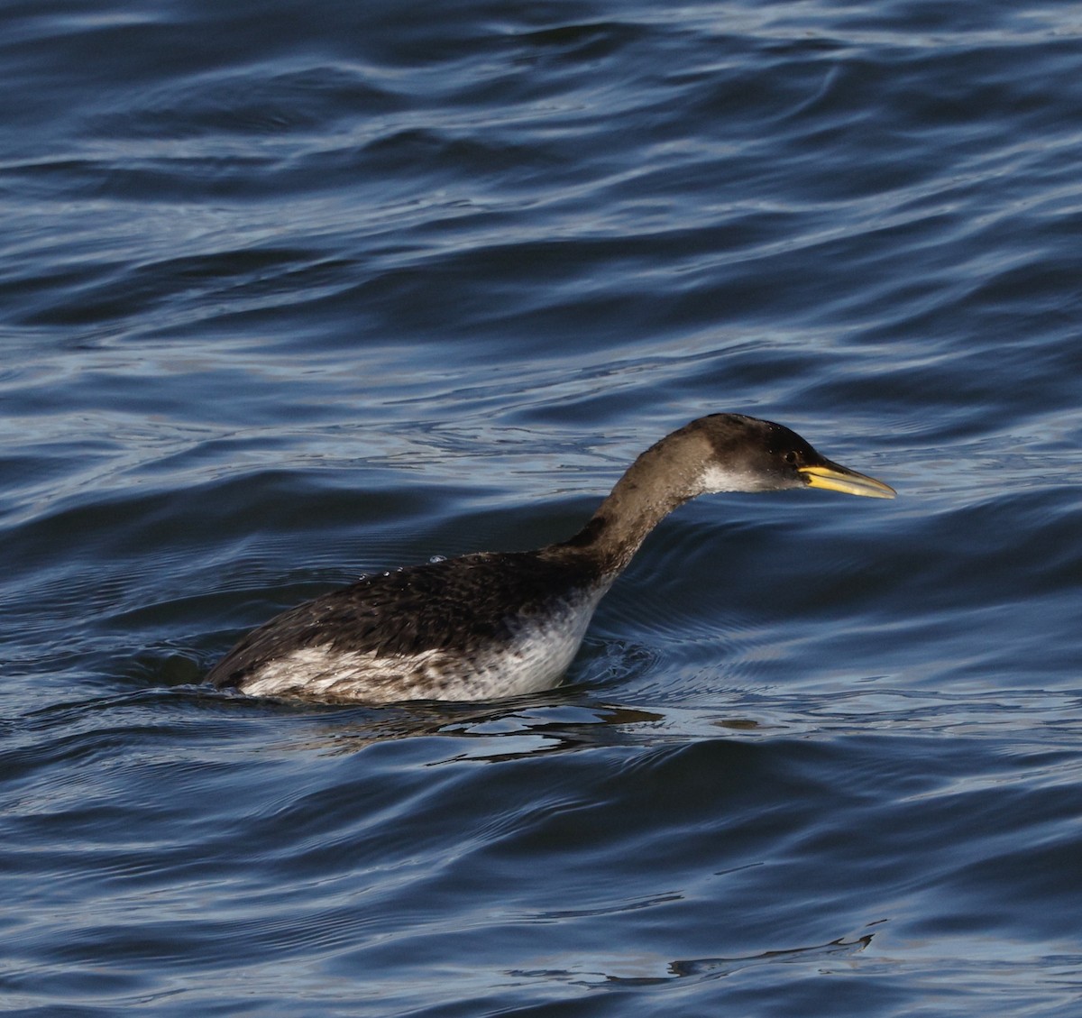 Somormujo Cuellirrojo - ML646823610