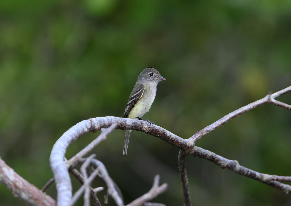 Zwergschnäppertyrann - ML646823611