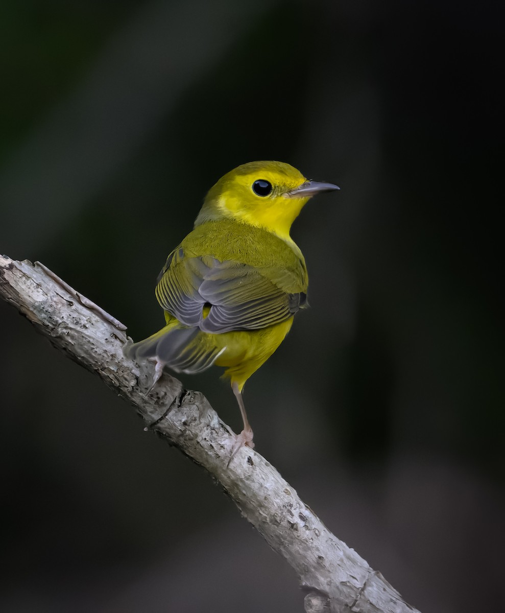 Kapuzenwaldsänger - ML646823613