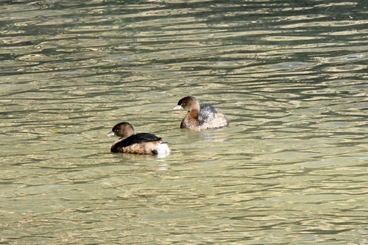 Pied-billed Grebe - ML646823614