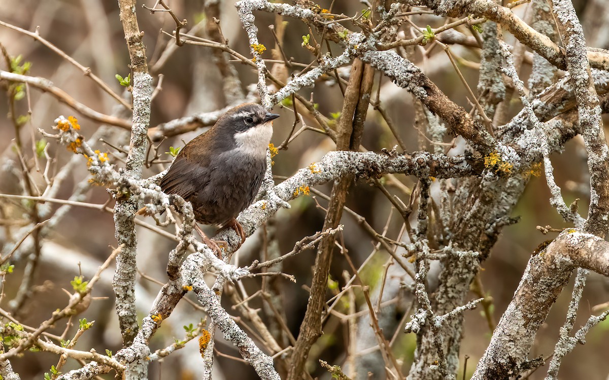 Zimmer's Tapaculo - ML646823615