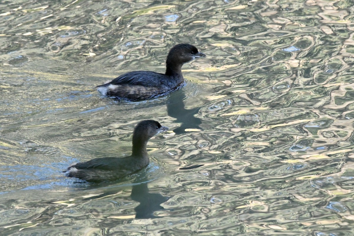 Pied-billed Grebe - ML646823616