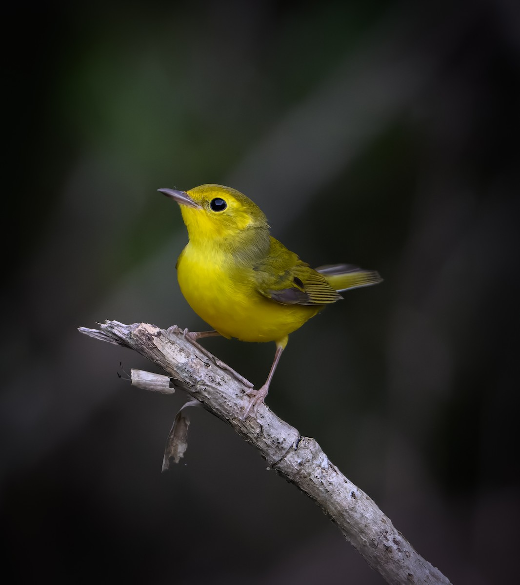 Kapuzenwaldsänger - ML646823617