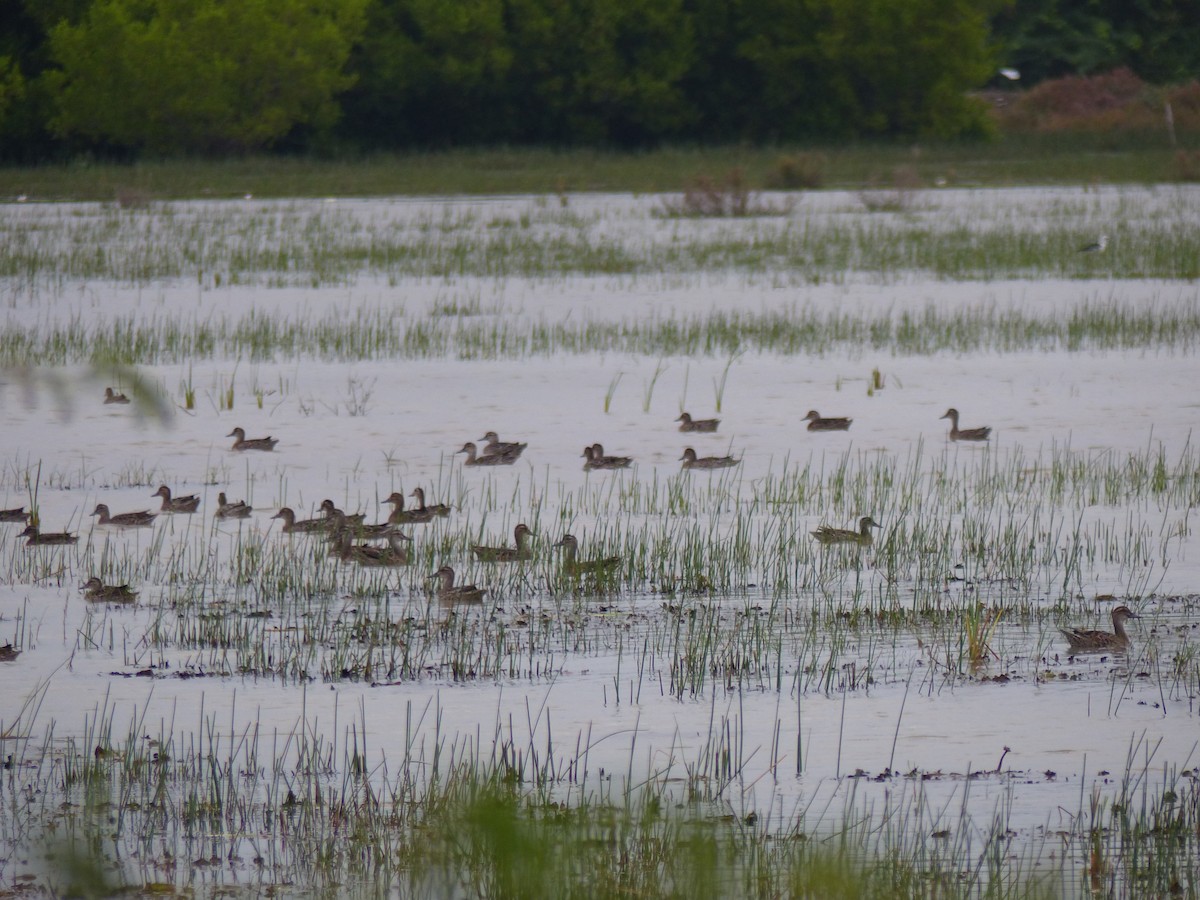 Sarcelle d'été - ML646823619