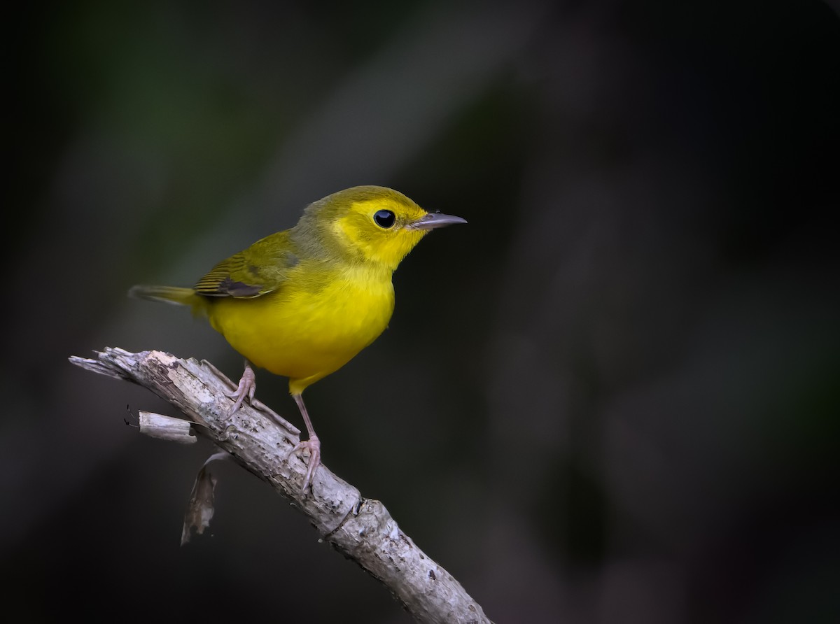 Kapuzenwaldsänger - ML646823620