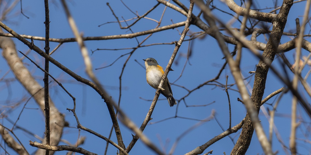 Red-flanked Bluetail - ML646823622