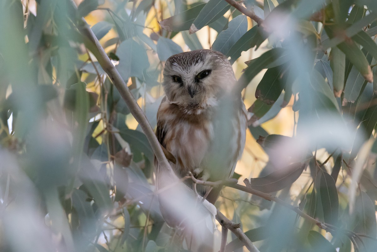 slipeugle - ML646823623