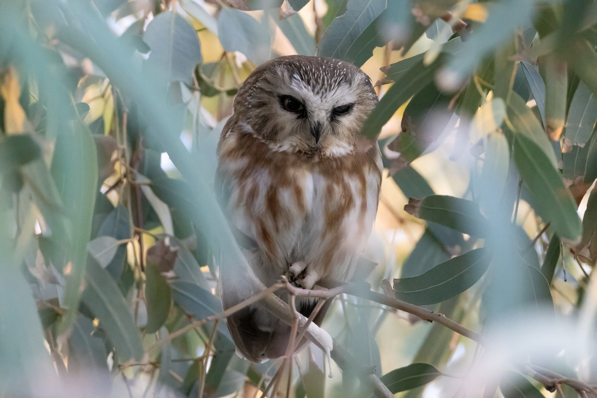 slipeugle - ML646823624