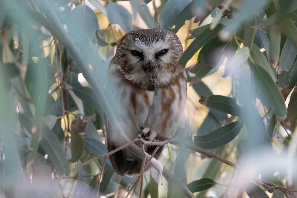 slipeugle - ML646823625