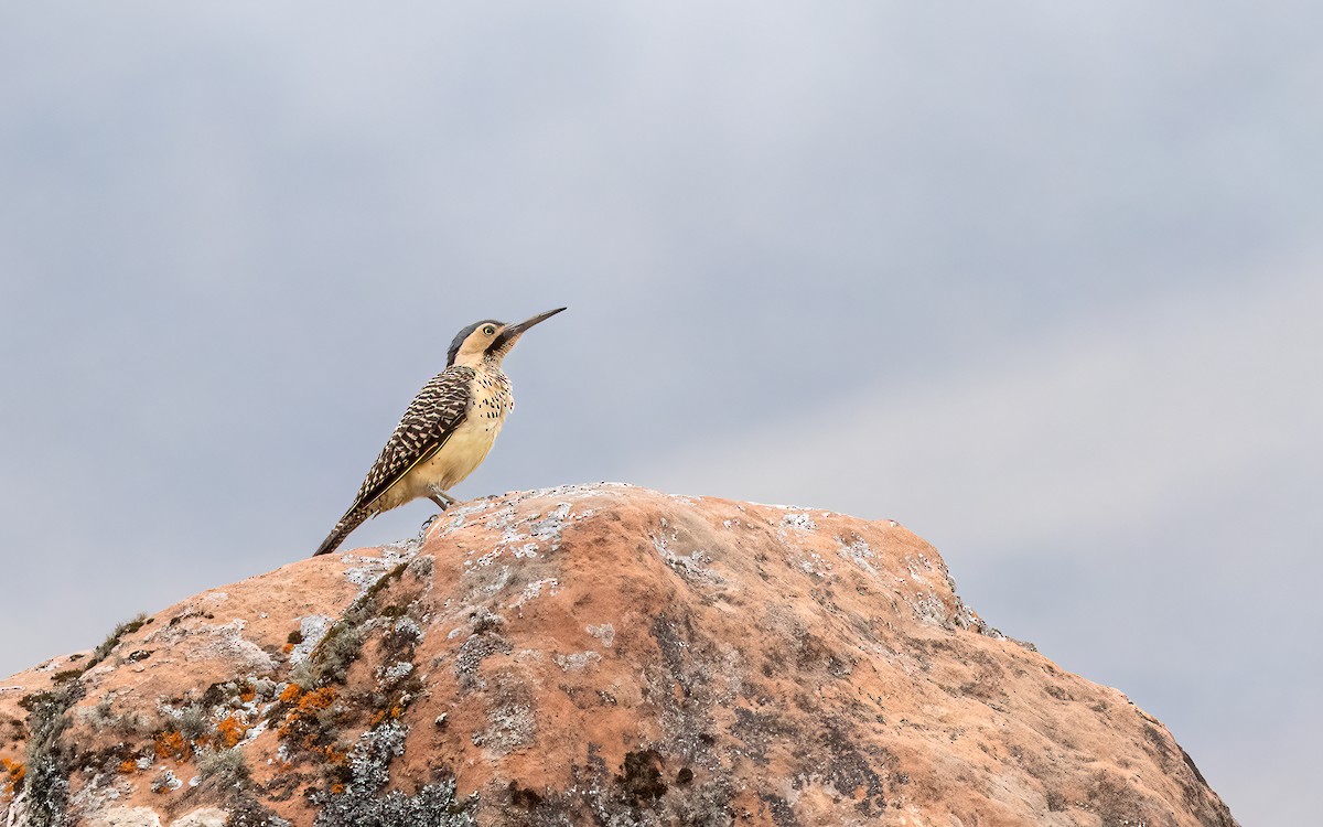 Andean Flicker - ML646823626