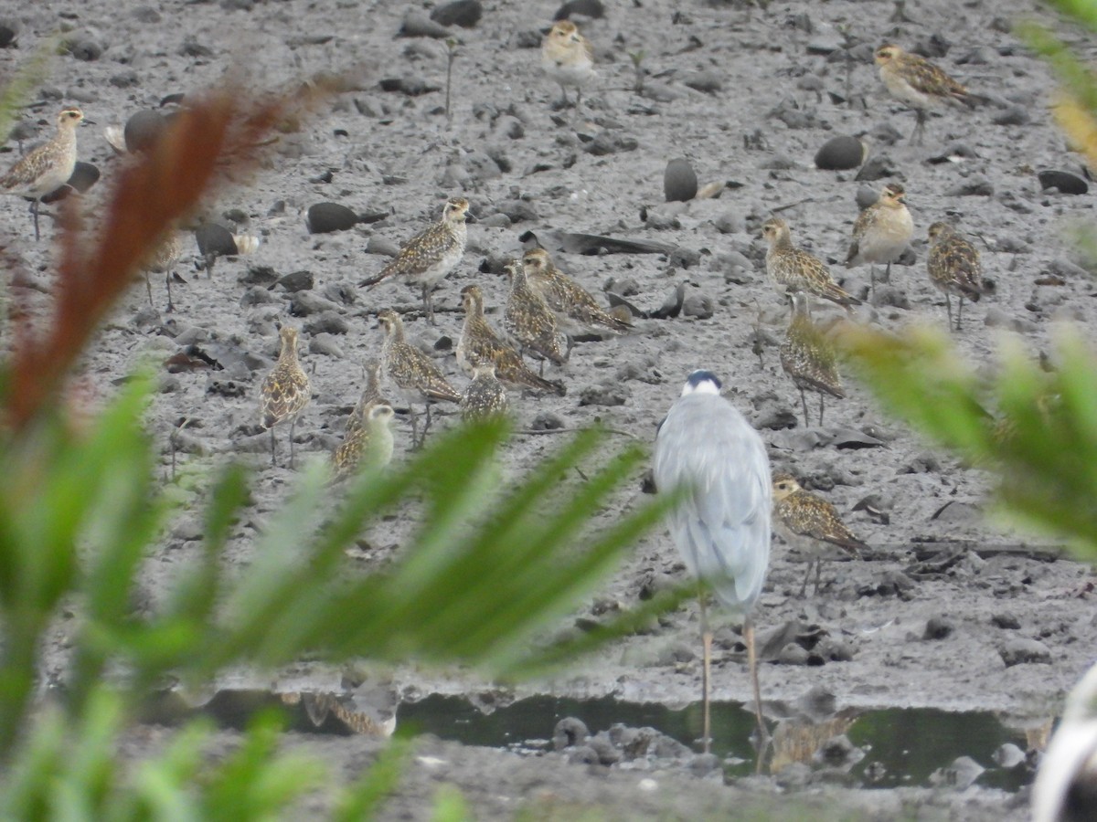 Pacific Golden-Plover - ML646823627