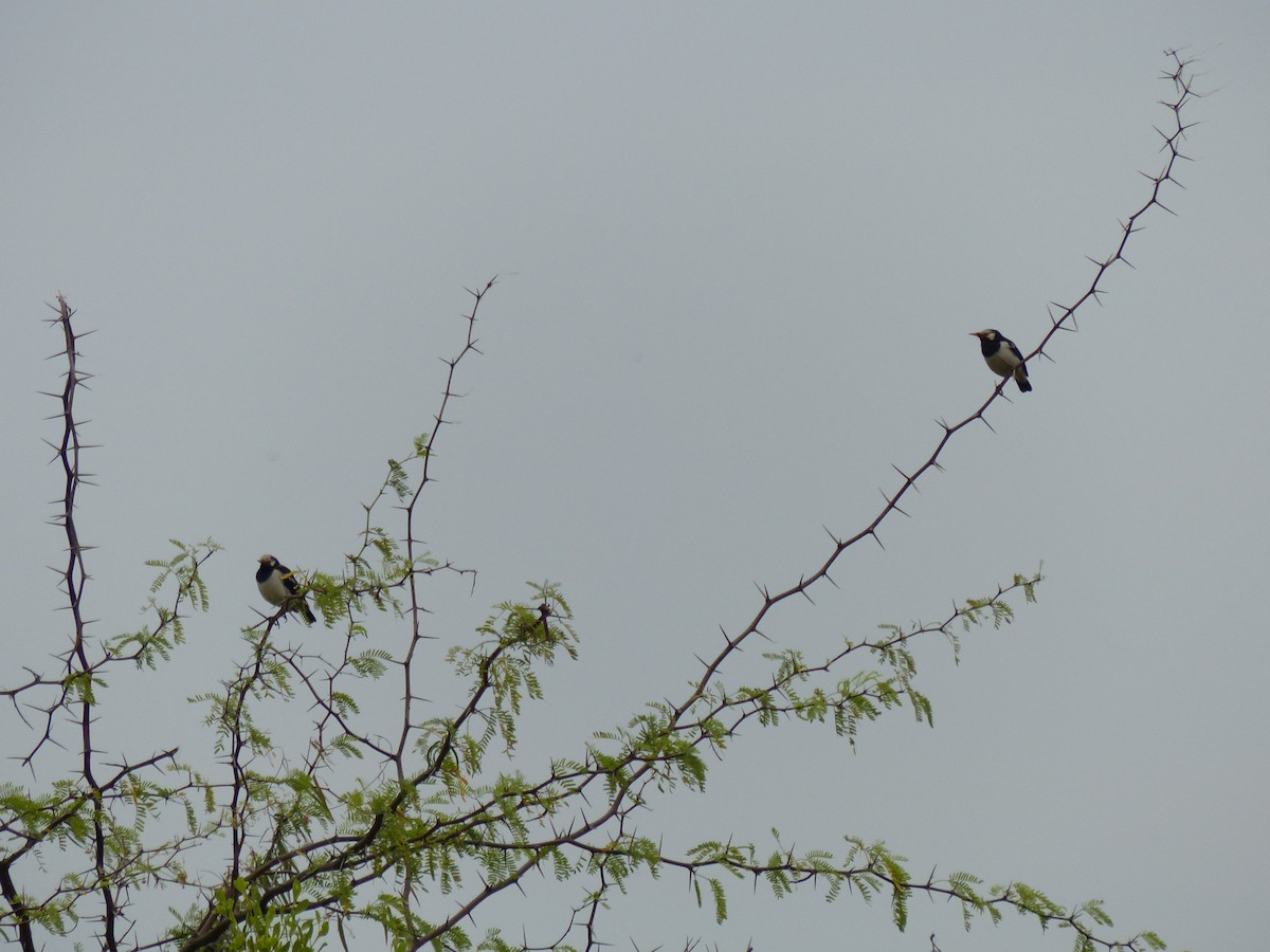 Étourneau siamois - ML646823628